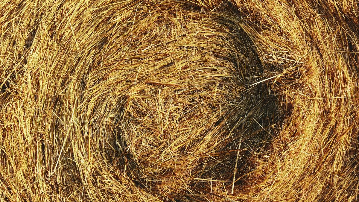 Round hay bale in a field, central Italy