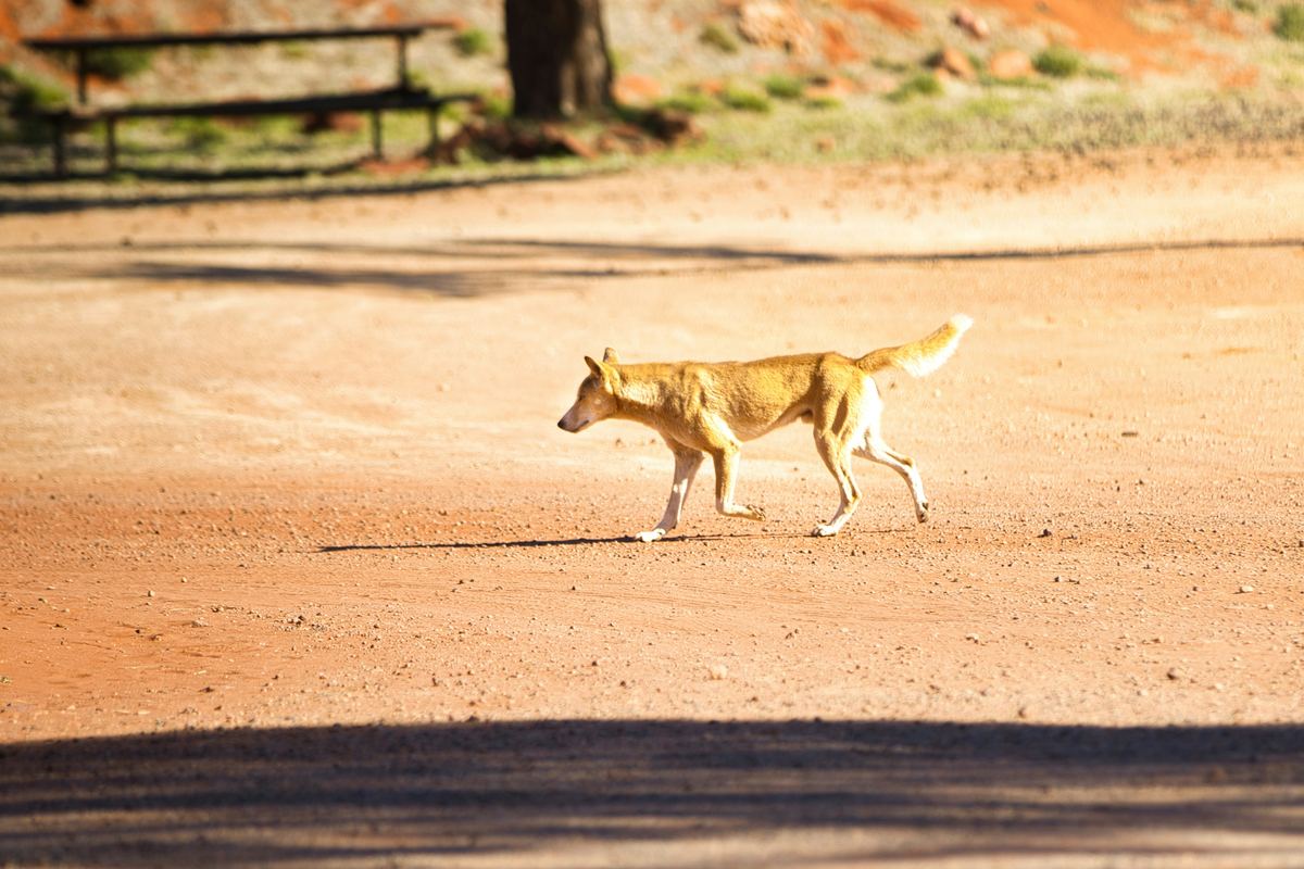 A dingo crossing a red-earth track, Australia